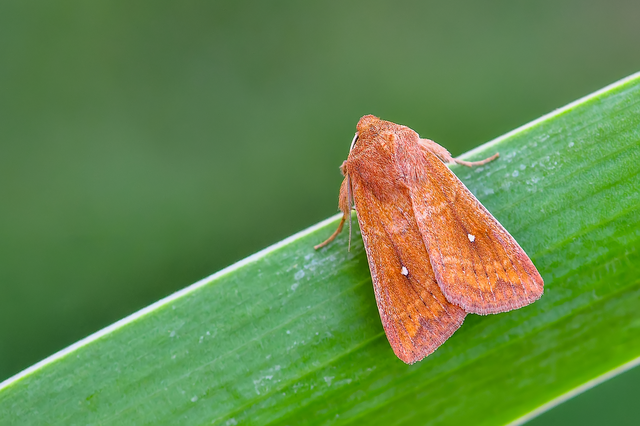 Mythimna albipuncta - fehérpettyes rétibagoly
