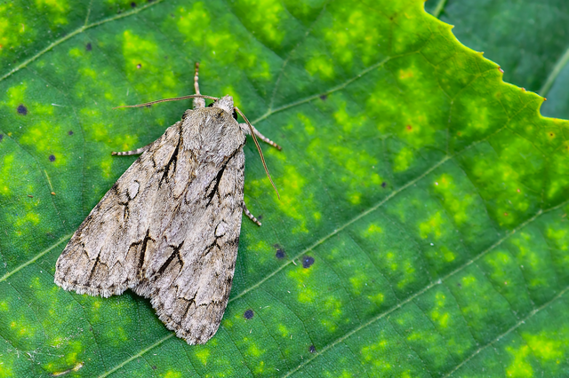 Acronicta cuspis/tridens/psi