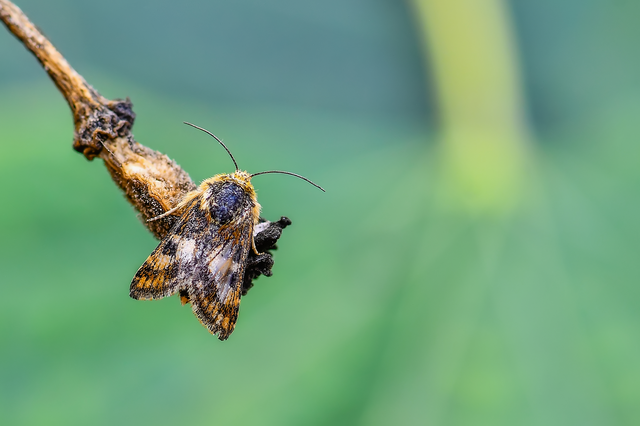 Schinia cardui - keserűgyökér-nappalibagoly