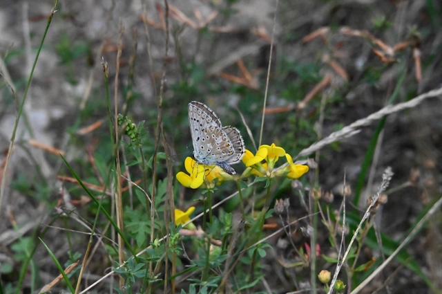 Polyommatus coridon - ezüstkék boglárka