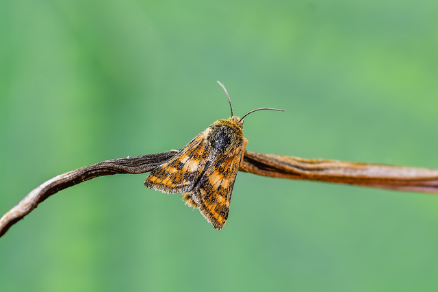 Schinia cardui - keserűgyökér-nappalibagoly