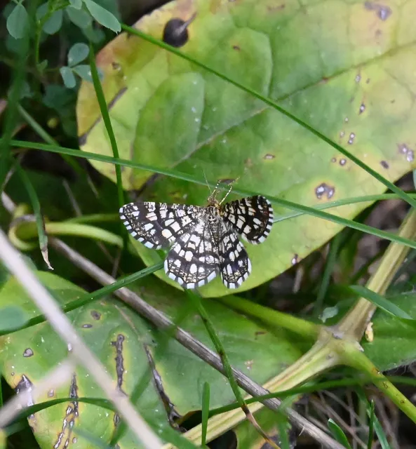 Chiasmia clathrata - rácsos rétiaraszoló