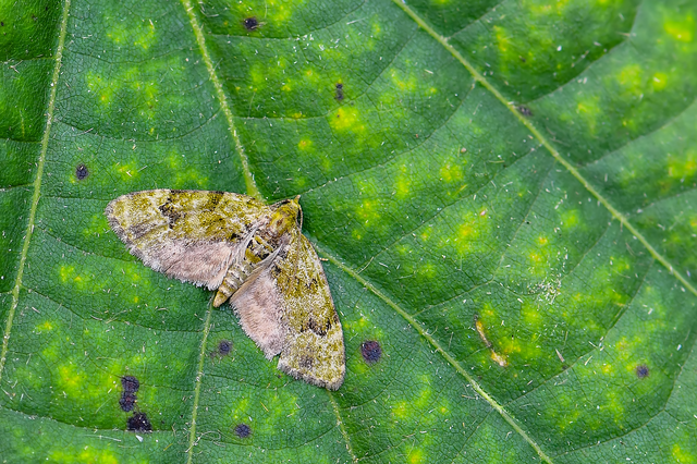 Chloroclystis v-ata - zöldes törpearaszoló