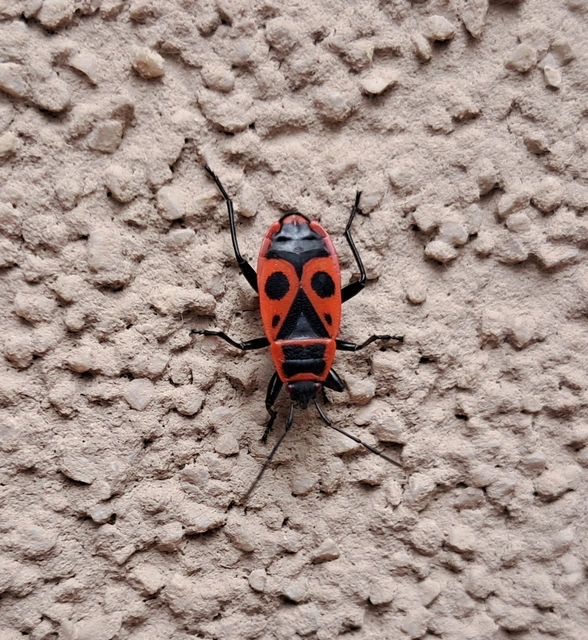 Pyrrhocoridae - verőköltő poloskák