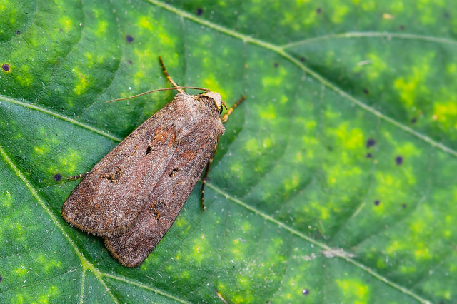 Agrotis exclamationis - felkiáltójeles földibagoly