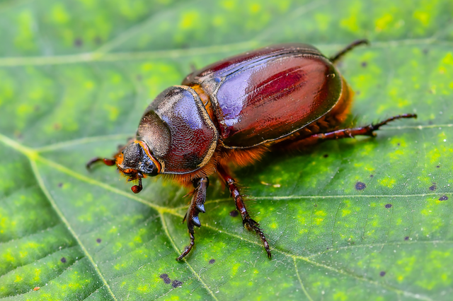 Oryctes nasicornis - orrszarvú bogár