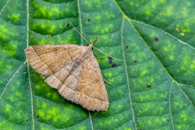 Pechipogo plumigeralis - tollascsápú karcsúbagoly