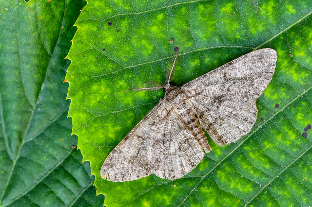 Hypomecis roboraria - nagy tölgyfaaraszoló