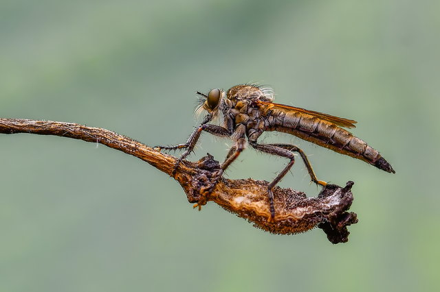 Asilidae - rablólégyfélék