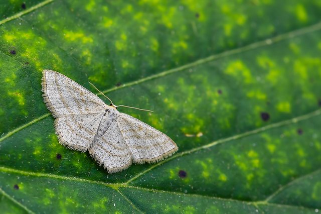 Scopula virgulata - vesszős sávosaraszoló
