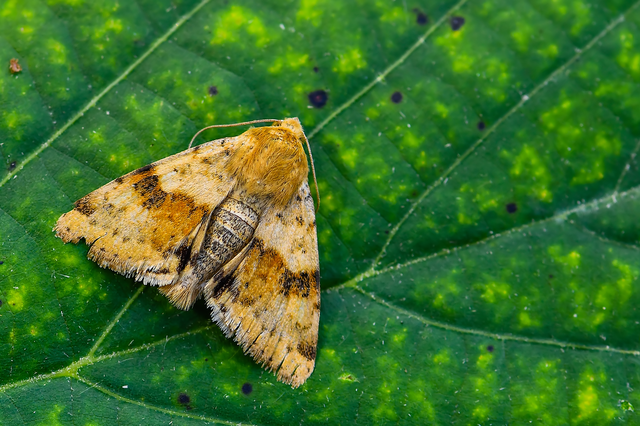 Heliothis viriplaca - mácsonyabagoly