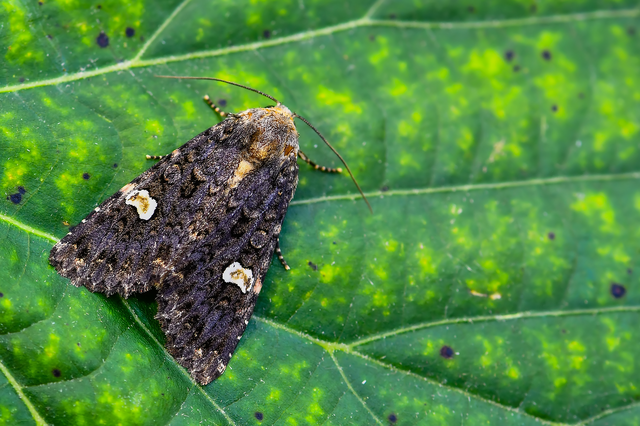 Melanchra persicariae - fehérfoltos kertibagoly