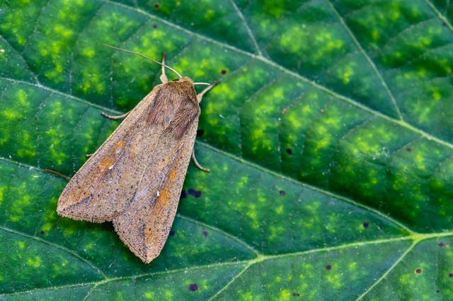 Mythimna unipuncta - hordabagoly