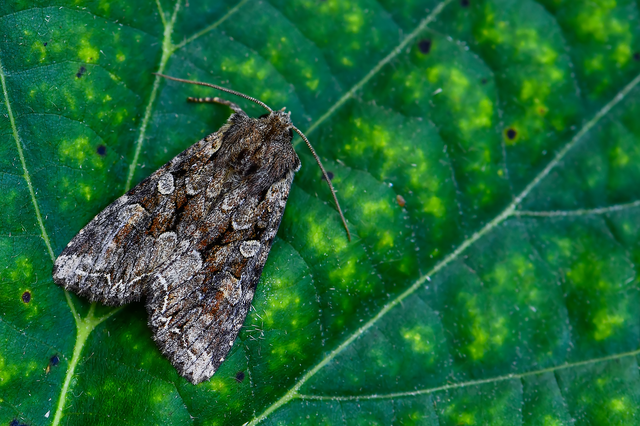 Lacanobia thalassina - borbolya-kertibagoly
