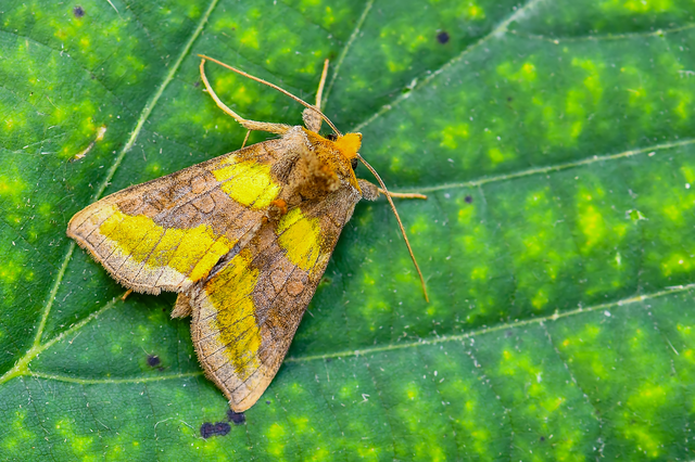 Diachrysia chrysitis - aranybagoly