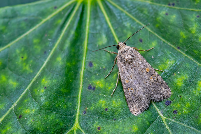 Spodoptera exigua - apró jegyesbagoly
