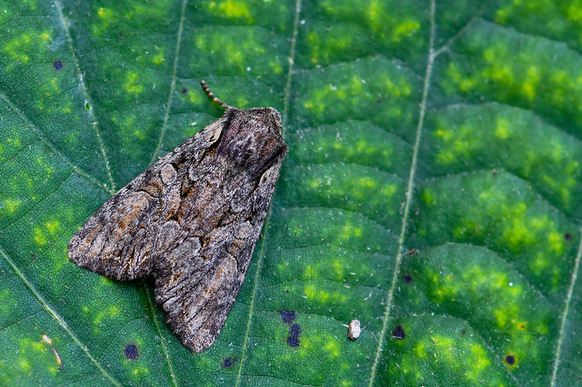 Lacanobia thalassina - borbolya-kertibagoly