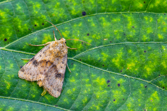 Heliothis viriplaca - mácsonyabagoly