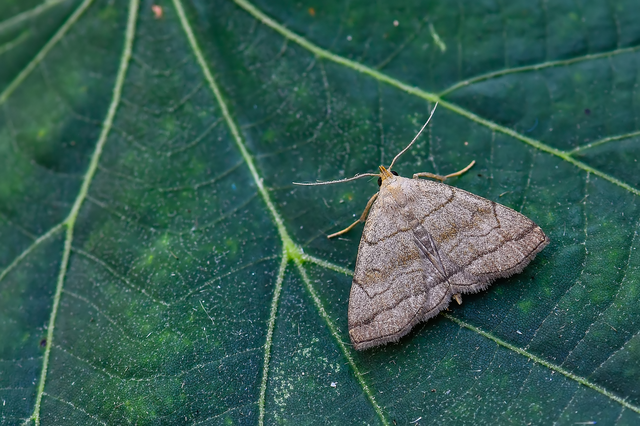 Herminia tarsicrinalis - szőröslábú karcsúbagoly