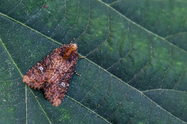 Mesapamea secalella/secalis