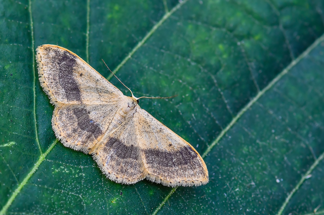 Idaea aversata - nagy sávosaraszoló
