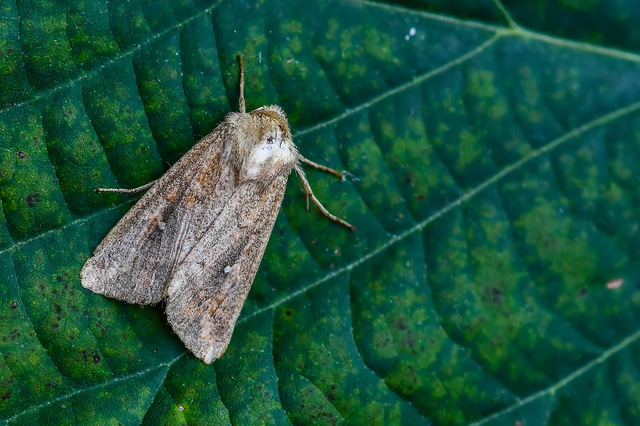 Mythimna albipuncta - fehérpettyes rétibagoly