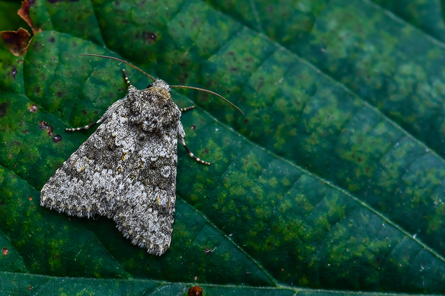 Hecatera dysodea - parajbagoly