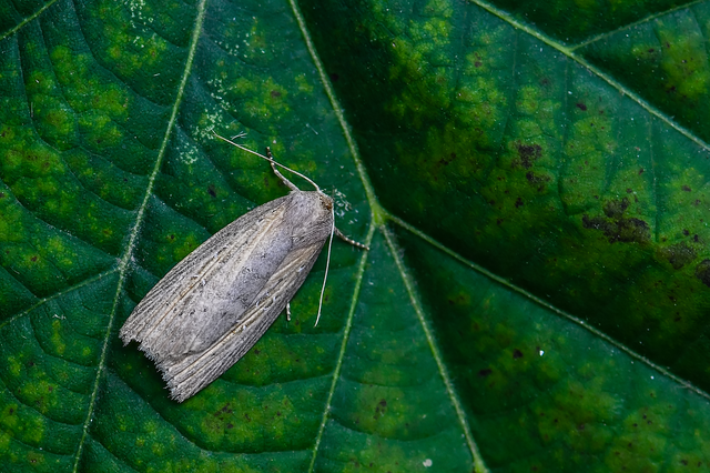 Chilodes maritima - négyfoltos nádibagoly