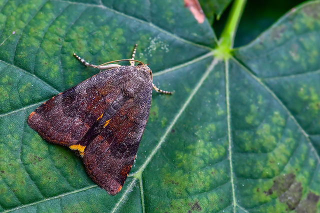 Noctua janthe/janthina