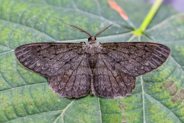 Hypomecis punctinalis - pettyes faaraszoló
