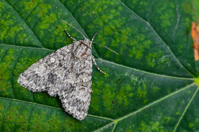 Acronicta megacephala - nagyfejű szigonyosbagoly