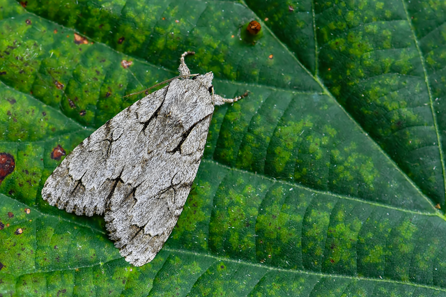 Acronicta cuspis/tridens/psi