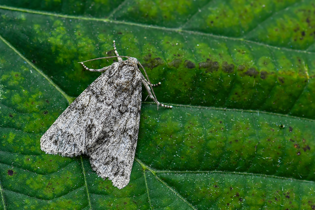 Acronicta megacephala - nagyfejű szigonyosbagoly