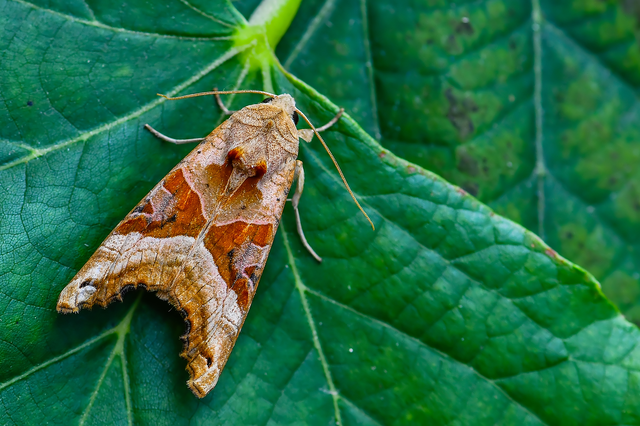 Phlogophora meticulosa - vándorló csipkésbagoly