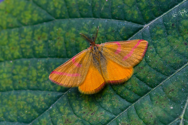 Lythria purpuraria - bíborsávos araszoló