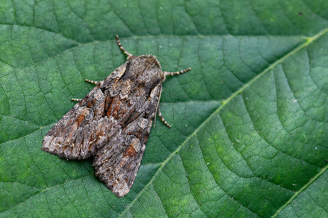 Lacanobia thalassina - borbolya-kertibagoly