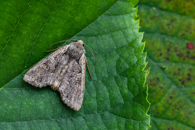 Lacanobia thalassina - borbolya-kertibagoly