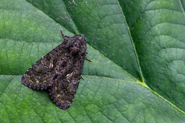 Anophia leucomelas - déli folyófűbagoly