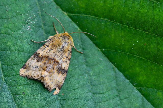 Heliothis viriplaca - mácsonyabagoly