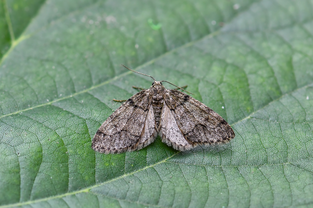 Tephronia sepiaria/Eumannia lepraria
