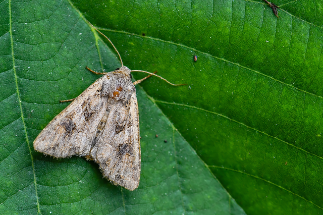 Hadula trifolii - lóherebagoly