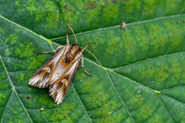Actinotia polyodon - nagy sugarasbagoly