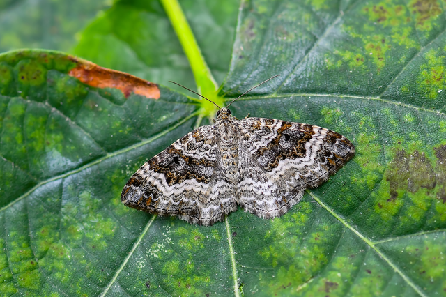 Epirrhoe alternata - galaj-tarkaaraszoló