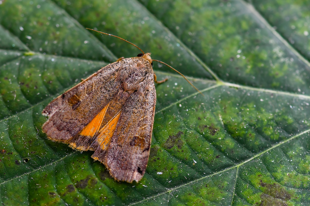 Noctua orbona - foltos sárgafűbagoly
