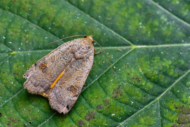 Noctua orbona - foltos sárgafűbagoly
