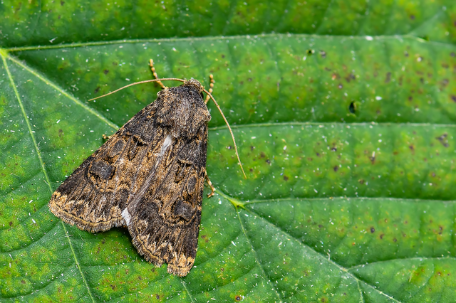 Agrotis bigramma - kétjegyű földibagoly