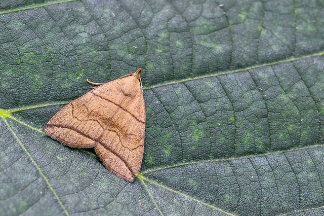 Herminia grisealis - ligeti karcsúbagoly