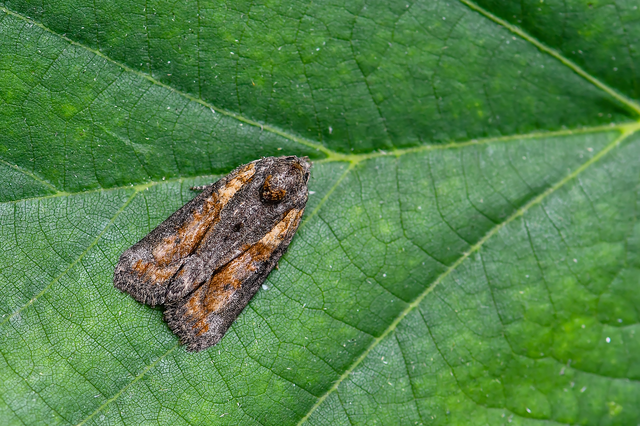 Bryophila raptricula/felina