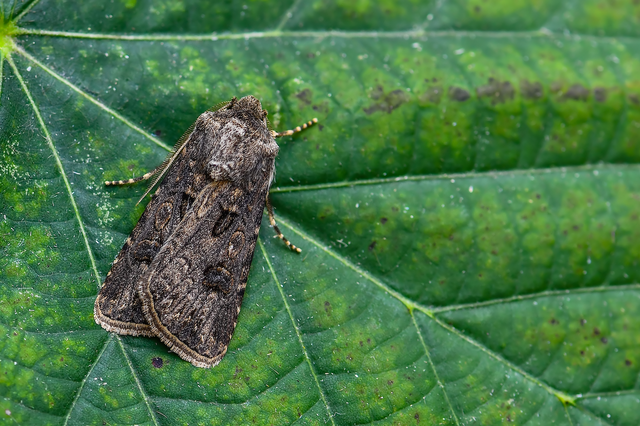 Agrotis bigramma - kétjegyű földibagoly