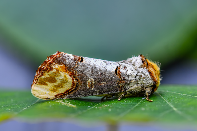 Phalera bucephala - sárgafoltos púposszövő